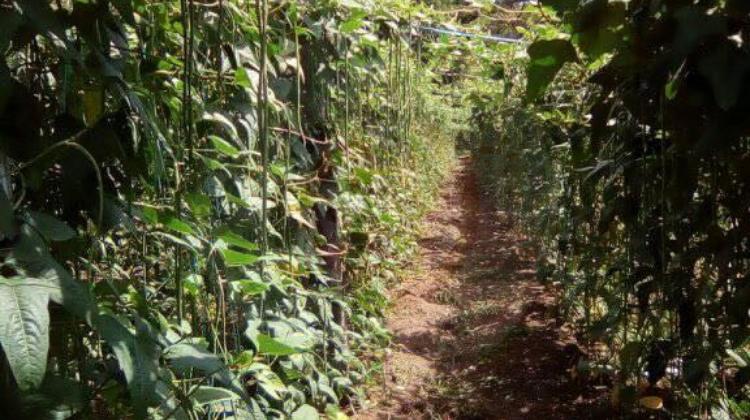 Taiwan will allow ofw to work in agriculture and farming sector