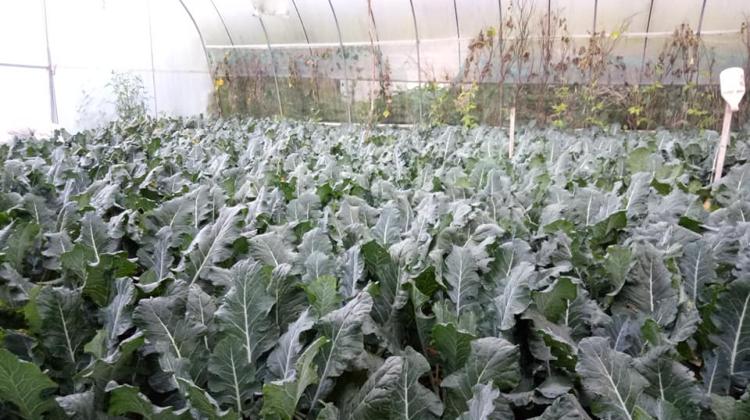 Ifugao Farmers are struggling to sell their crop t0 7 pesos per kilo