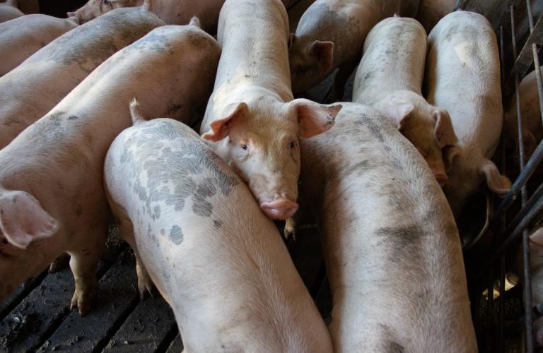 Increasing cases of African Swine Fever in more Towns in Cebu City, Bogo City, Liloan, Sibonga, Tuburan